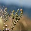 Thym sauvage des Garrigues - Aromandise - ambiance