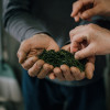 Poudre thé vert matcha - Thés bio japonais - Aromandise - Feuilles