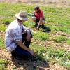 Tresse de Sauge blanche Occitanie producteurs