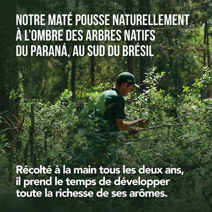 Maté gourmand cacao tonka - histoire - Aromandise