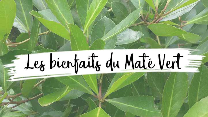 Les bienfaits du Maté Vert