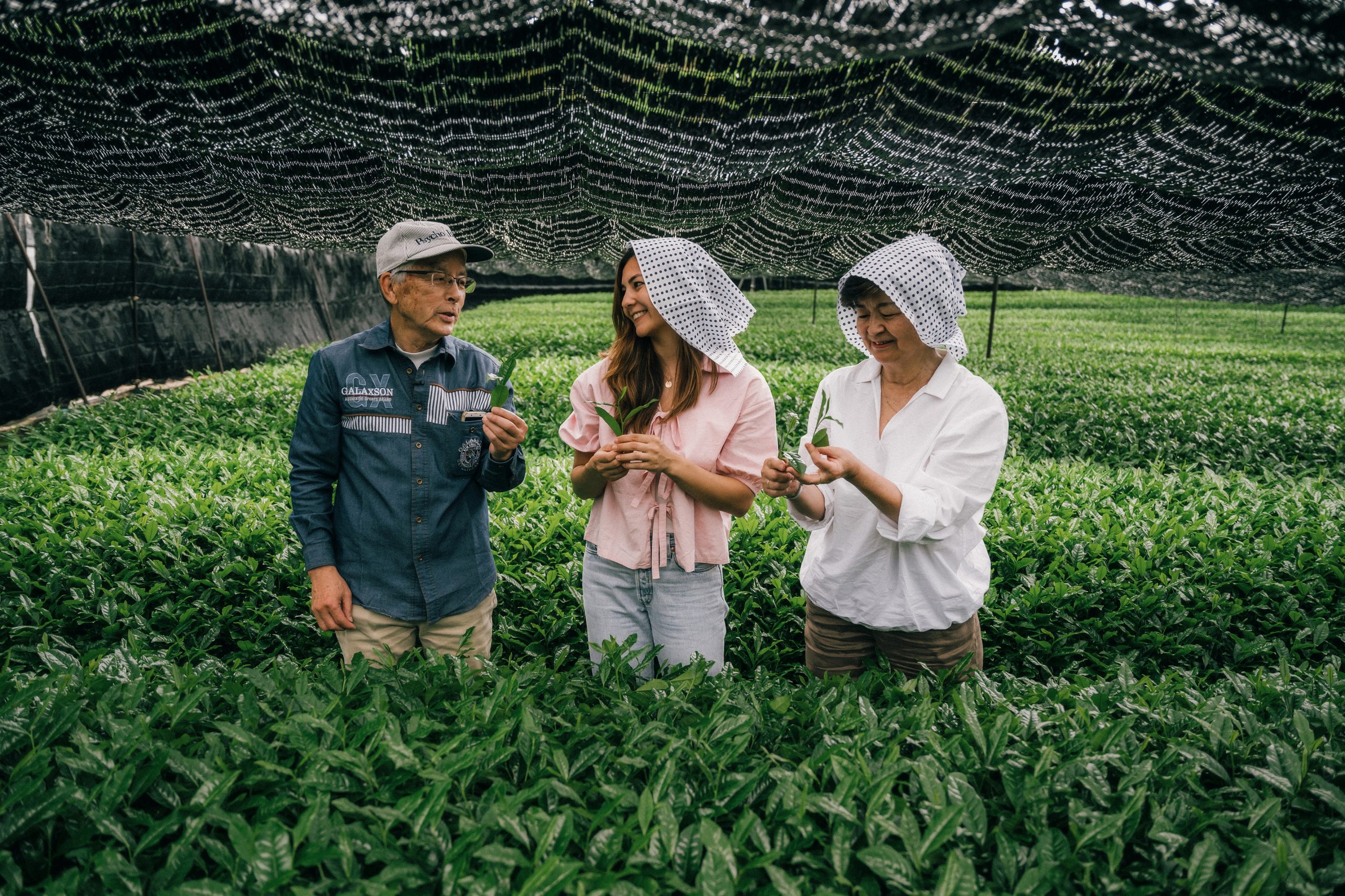 Les secrets d’un thé vert bio d’exception : Du terroir d’Uji à votre tasse