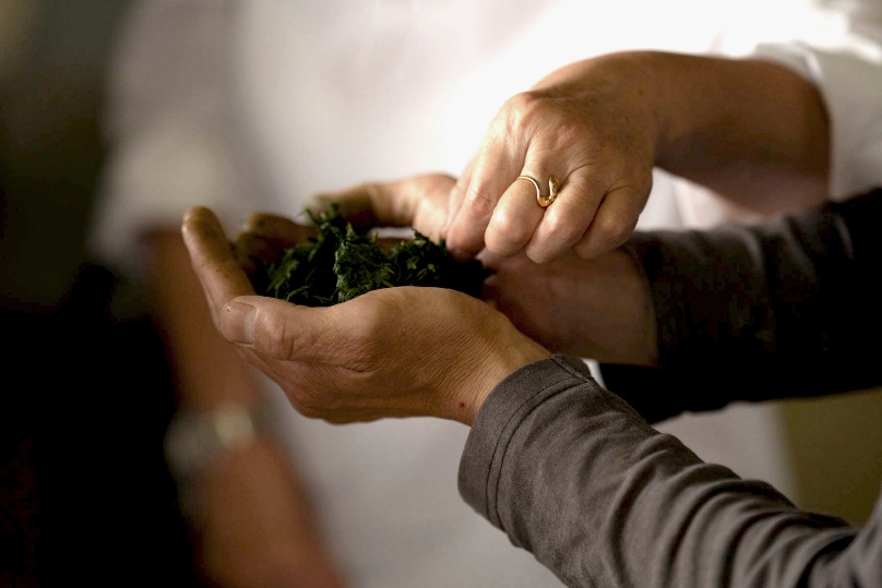 Récolte manuelle des jeunes pousses de thé vert bio à Uji