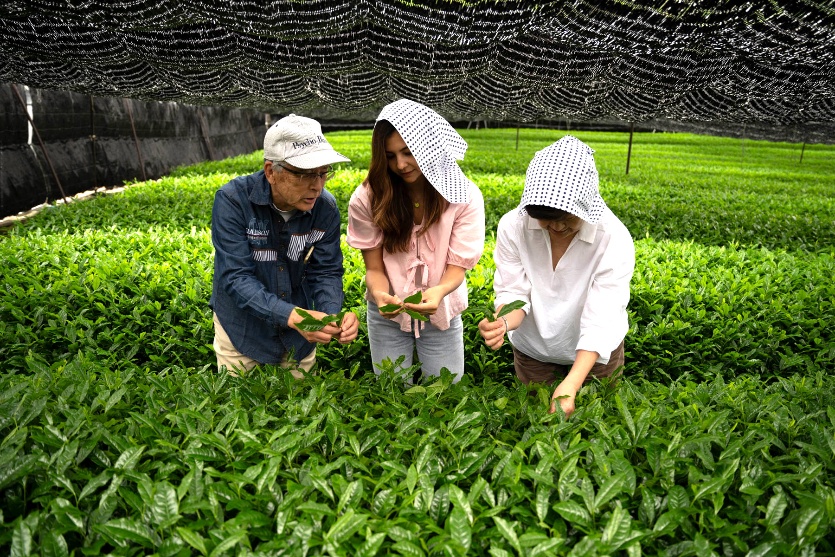 récolte thé vert Uji Japon bio