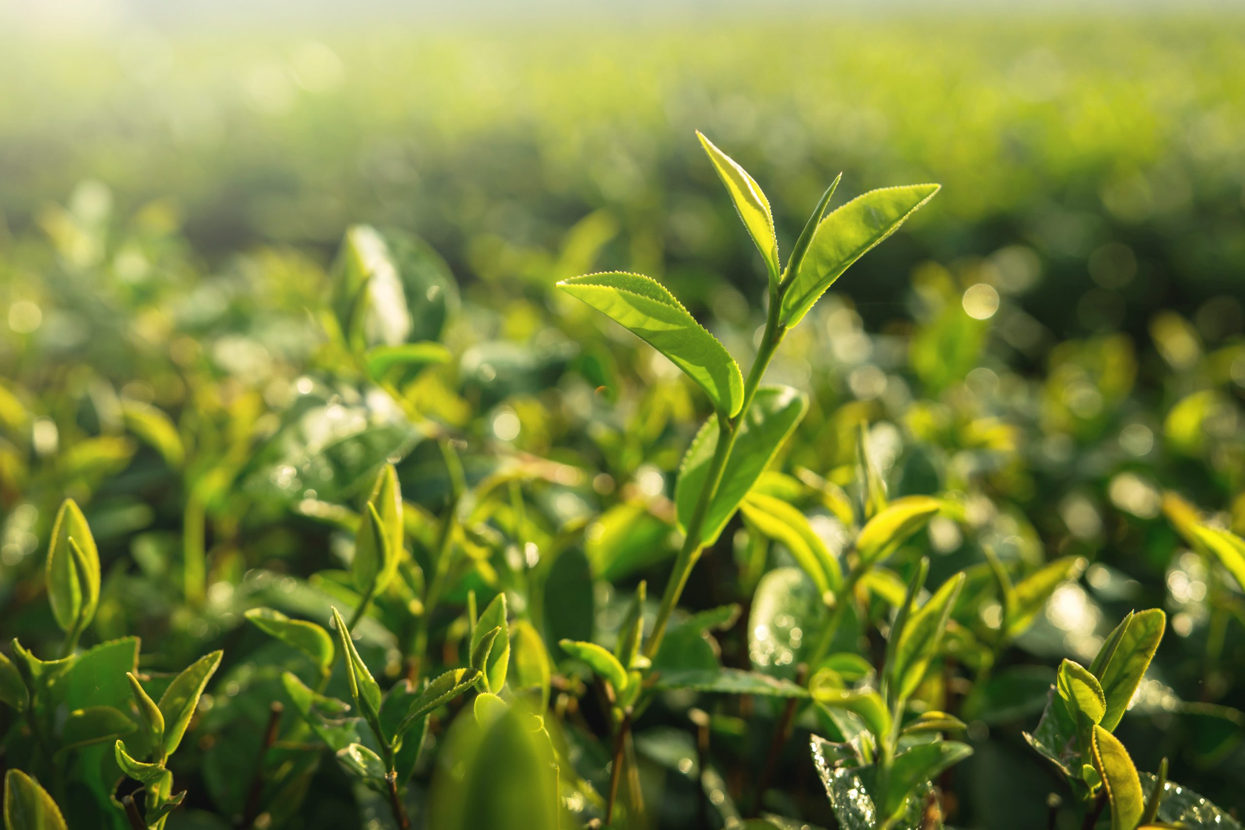 Y a-t-il des métaux lourds dans le Matcha ? On vous dit tout !